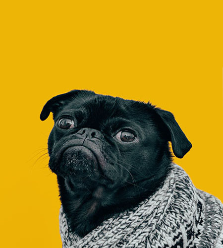 photo of happy dog